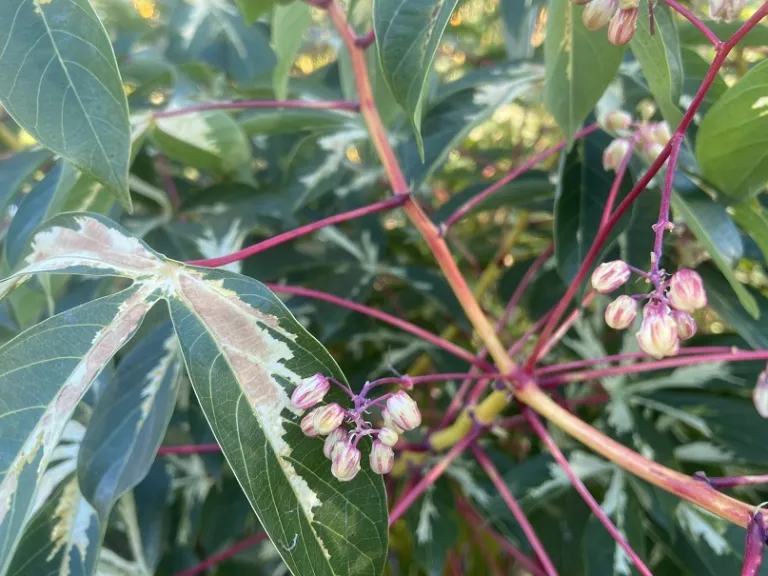 Manihot esculenta 'Variegata' flower buds