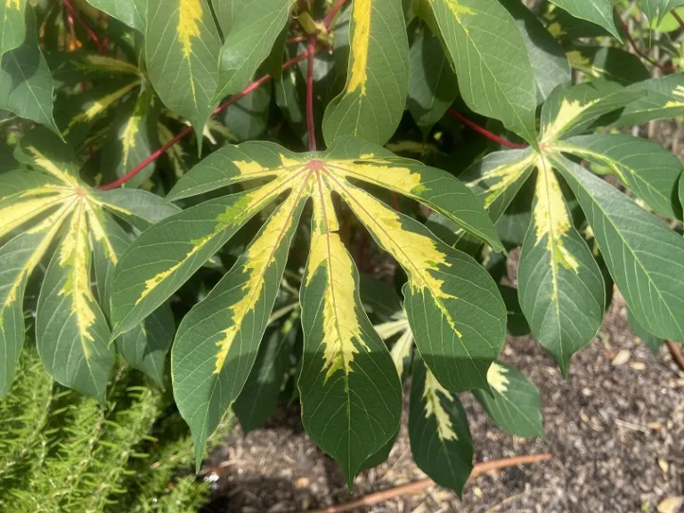 Manihot esculenta 'Variegata' foliage
