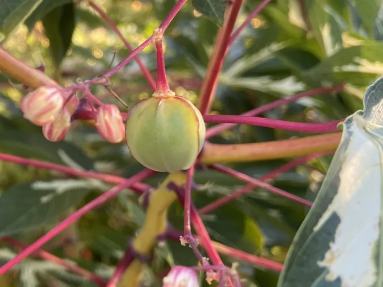 Manihot esculenta 'Variegata' fruit