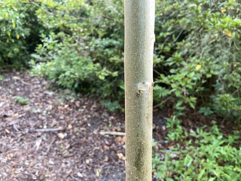 Manihot grahamii bark