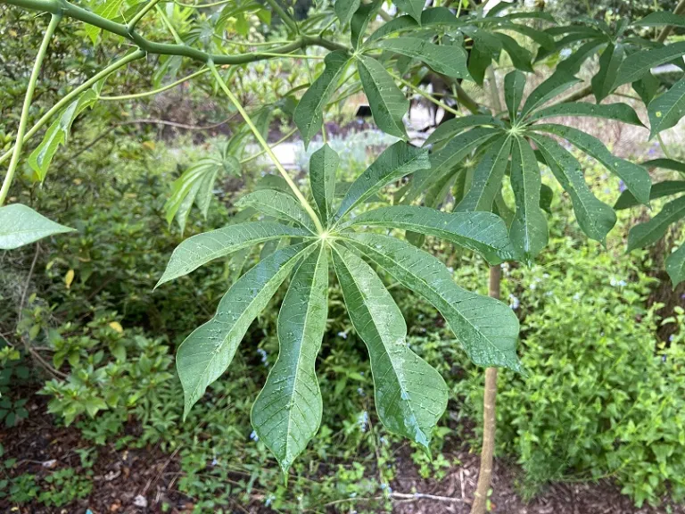 Manihot grahamii foliage