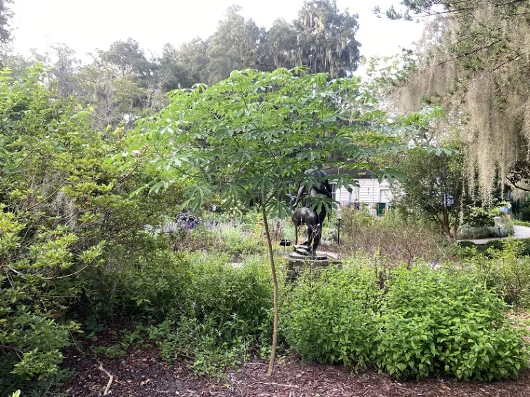 Manihot grahamii habit