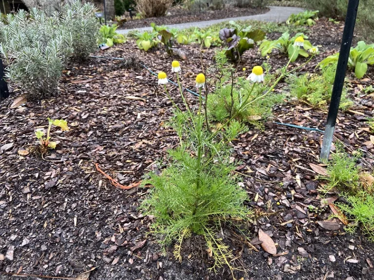 Matricaria recutita flowering habit