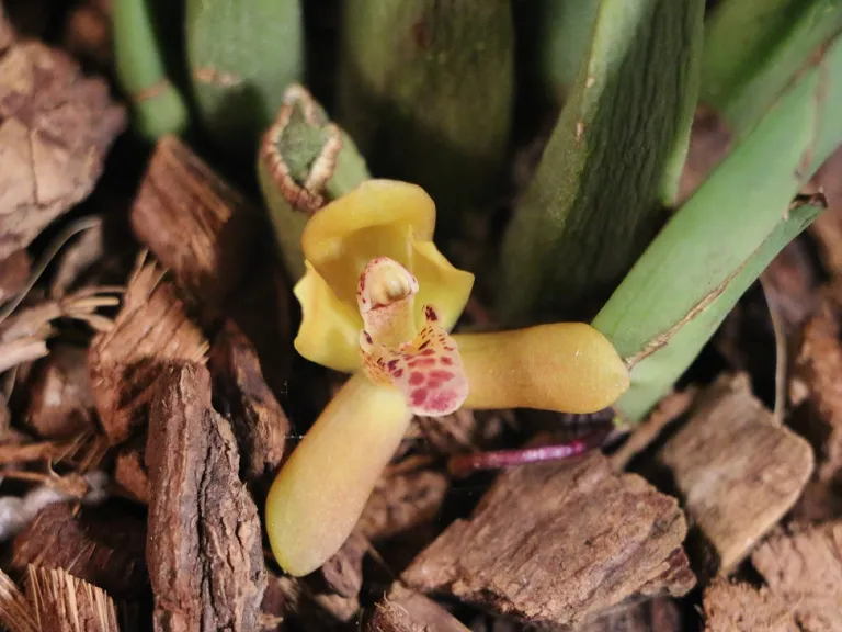 Maxillaria rufescens flower