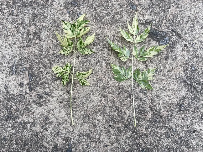 Melia azedarach 'Jade Snowflake leaf front and back
