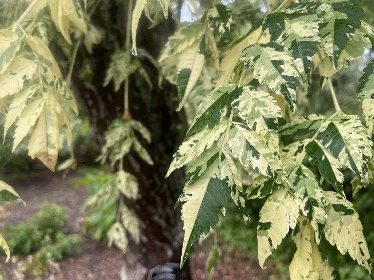 Melia azedarach 'Jade Snowflake' foliage