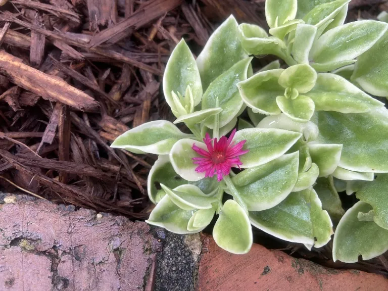 Mesembryanthemum cordifolium flower