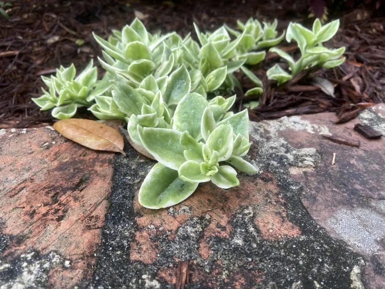 Mesembryanthemum cordifolium habit