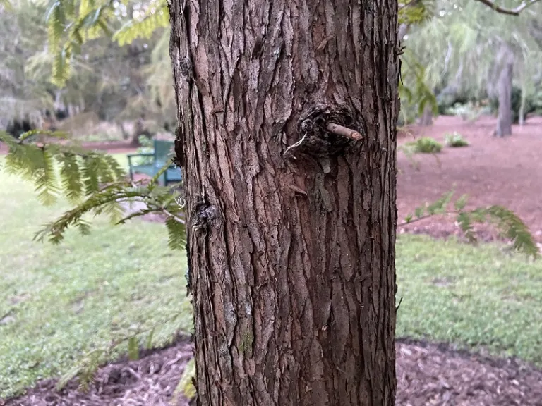 Metasequoia glyptostroboides 'Ogon' bark