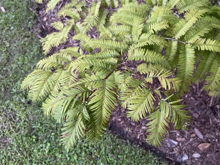 Metasequoia glyptostroboides 'Ogon' foliage