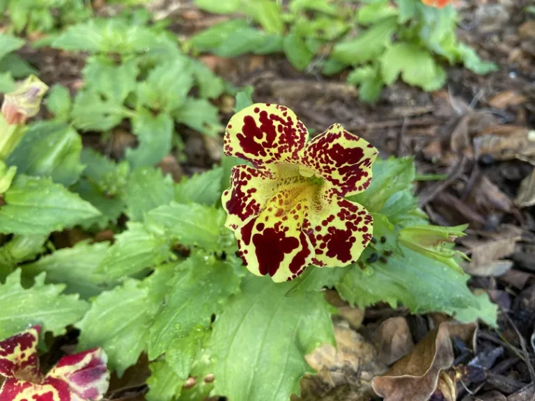Mimulus × hybridus 'Maximus Mix' flower