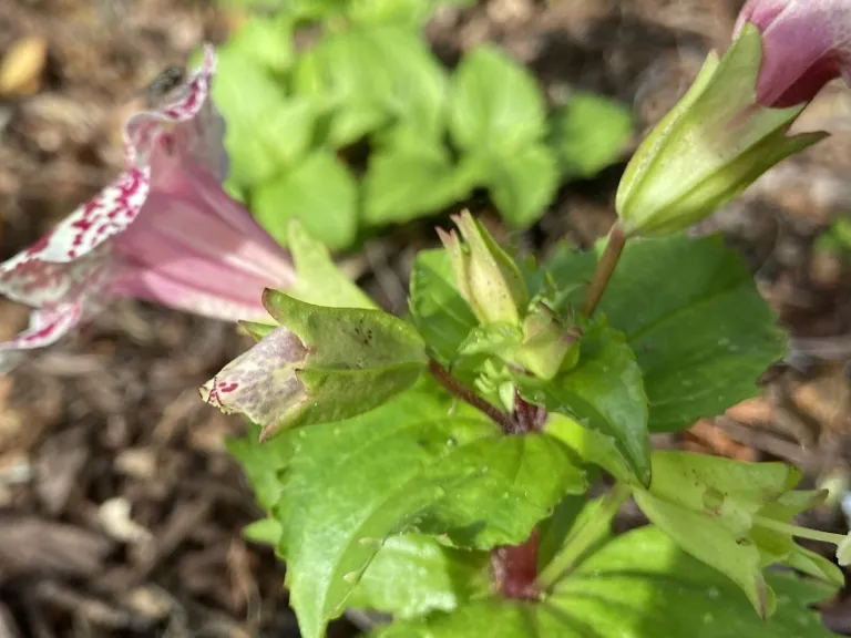 Mimulus × hybridus 'Maximus Mix' flower bud