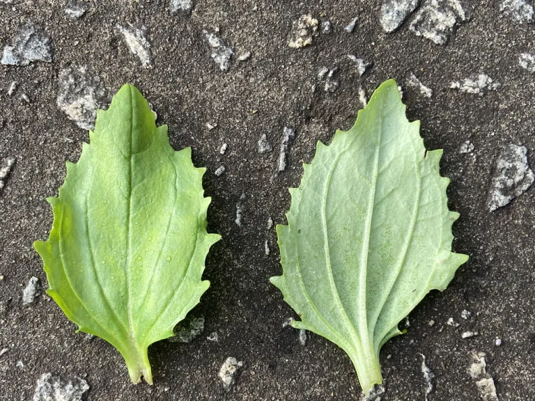 Mimulus ×hybridus 'Maximus Mix' leaf front and back