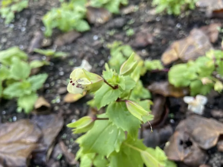 Mimulus × hybridus (Magic™ Spring Blossom Mix) flower bud