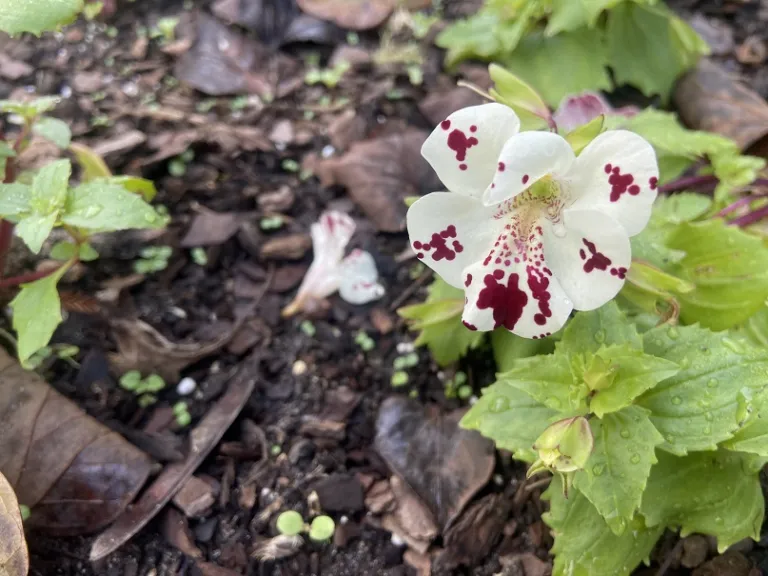 Mimulus × hybridus (Magic™ Spring Blossom Mix) flower