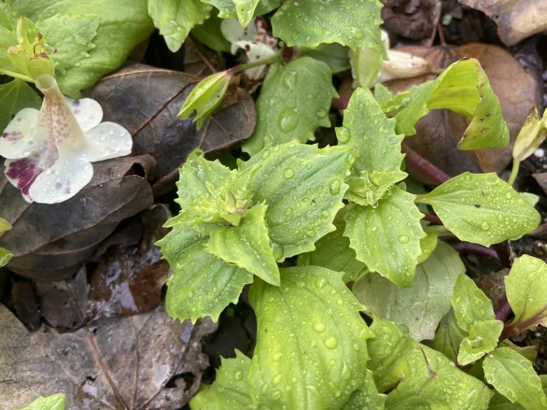 Mimulus × hybridus (Magic™ Spring Blossom Mix) foliage