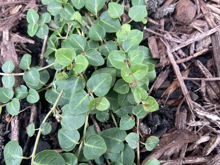 Mitchella repens foliage