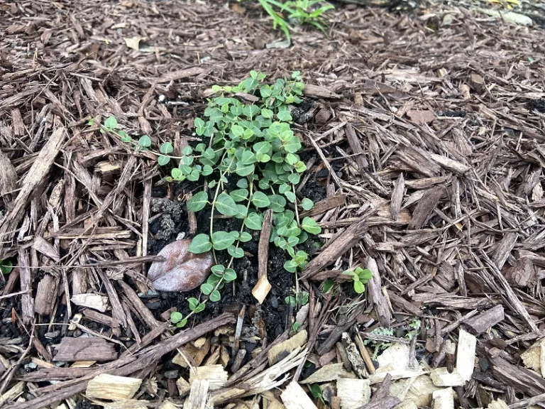 Mitchella repens habit