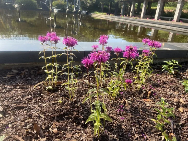 Monarda 'Electric Neon Purple' flowering habit