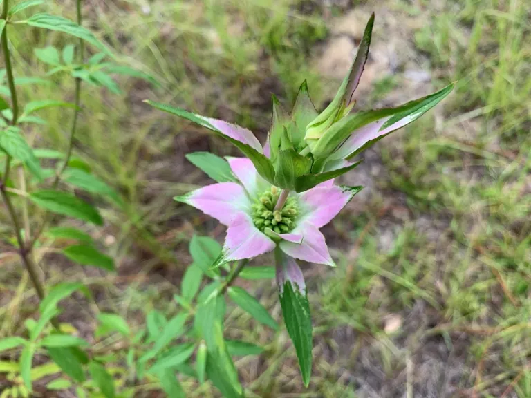 Monarda fistulosa bracts and flower buds