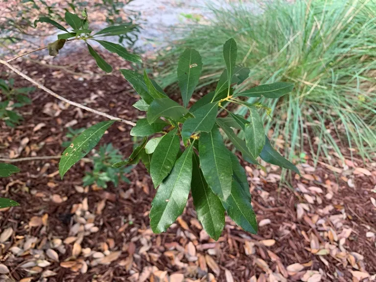Morella cerifera foliage