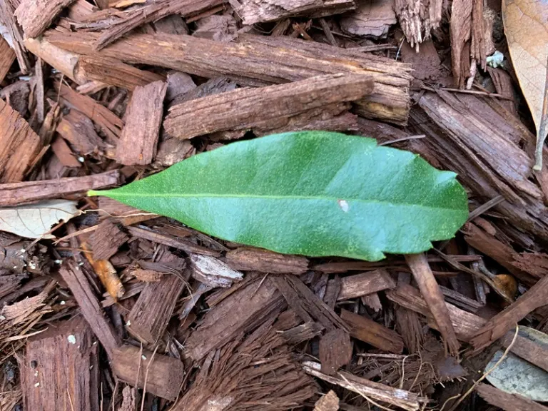 Morella cerifera leaf
