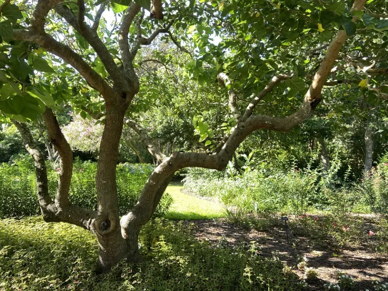 Morus alba 'Unryu' branches