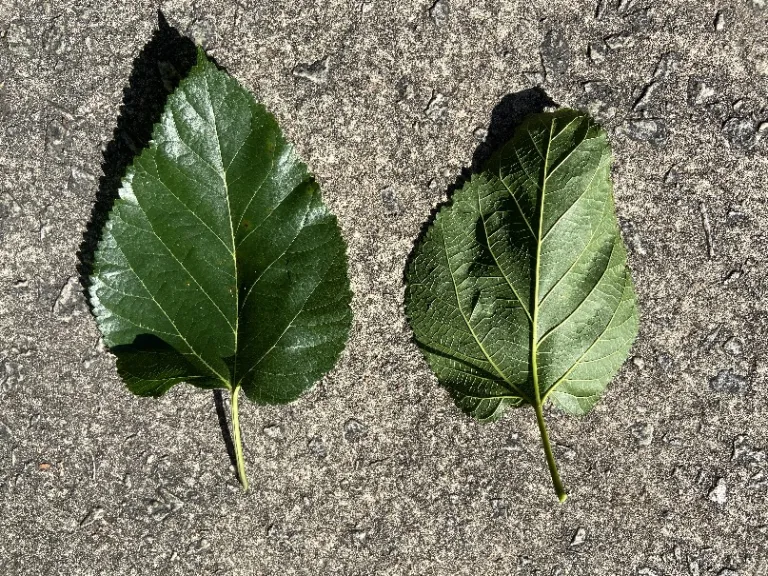 Morus alba 'Unryu' leaf front and back