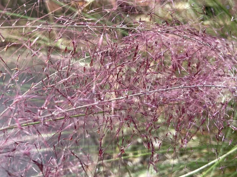 Muhlenbergia capillaris plume