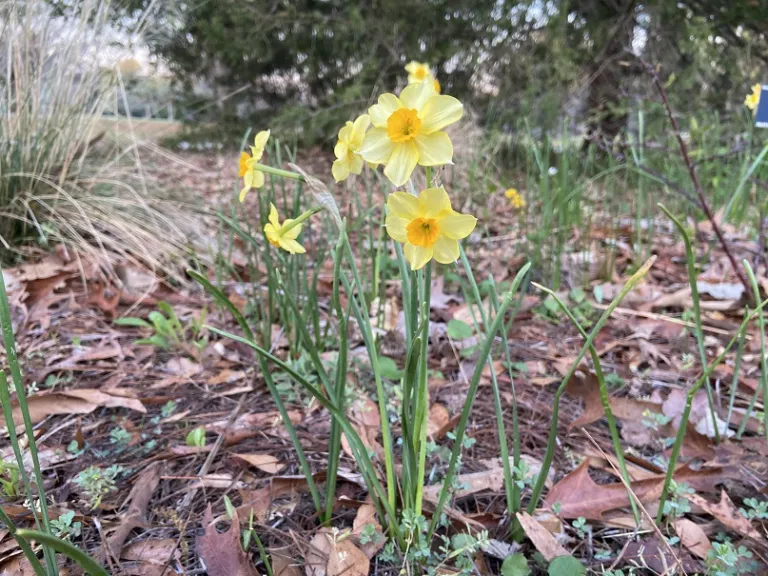 Narcissus 'Quail' flowering habit