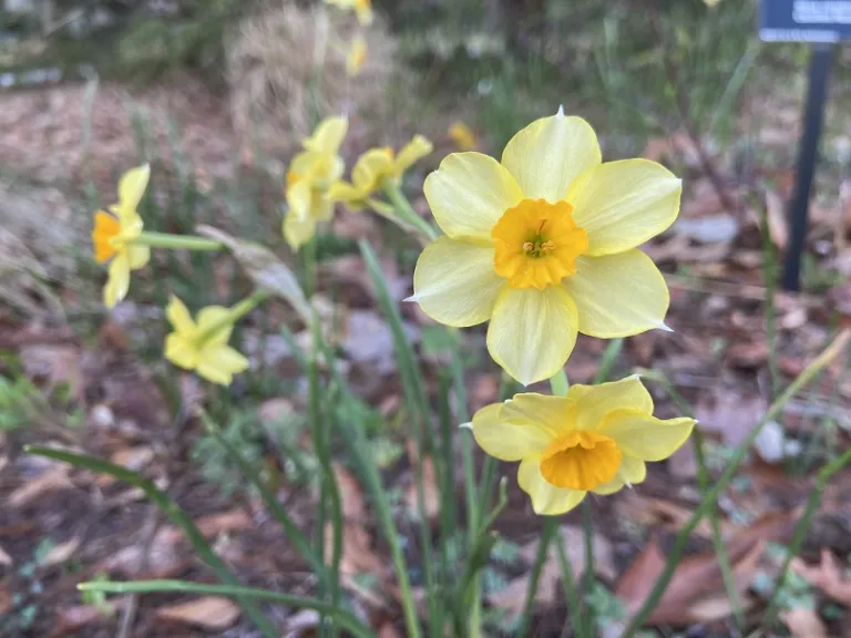 Narcissus 'Quail' flowers