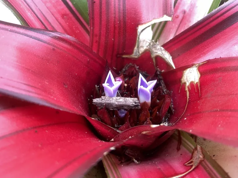 Neoregelia 'Ardie' flowers