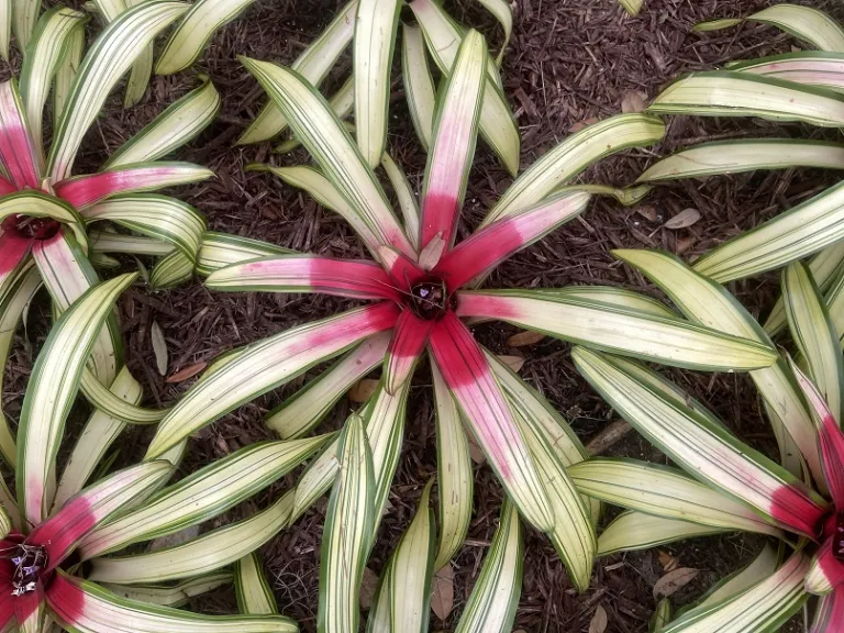 Neoregelia 'Ardie' foliage