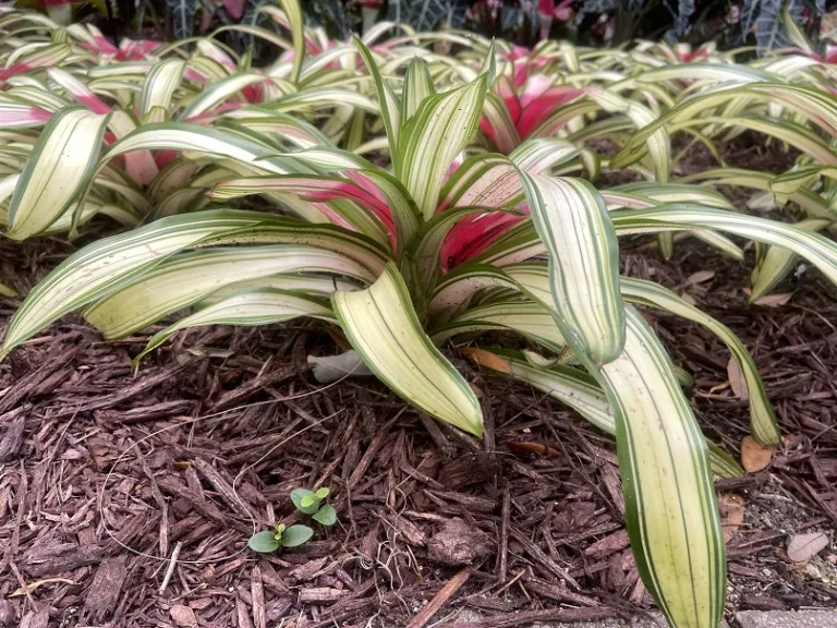 Neoregelia 'Ardie' habit