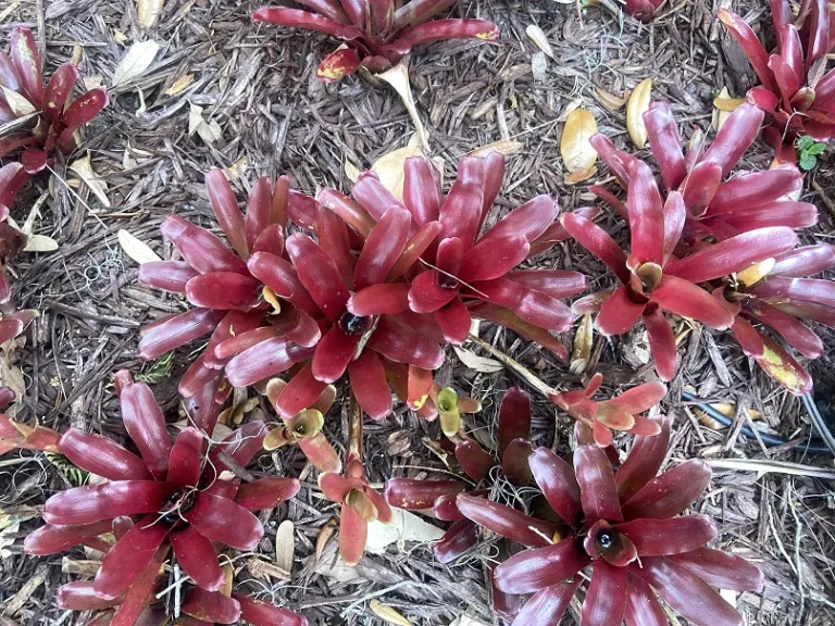 Neoregelia 'Fireball' foliage
