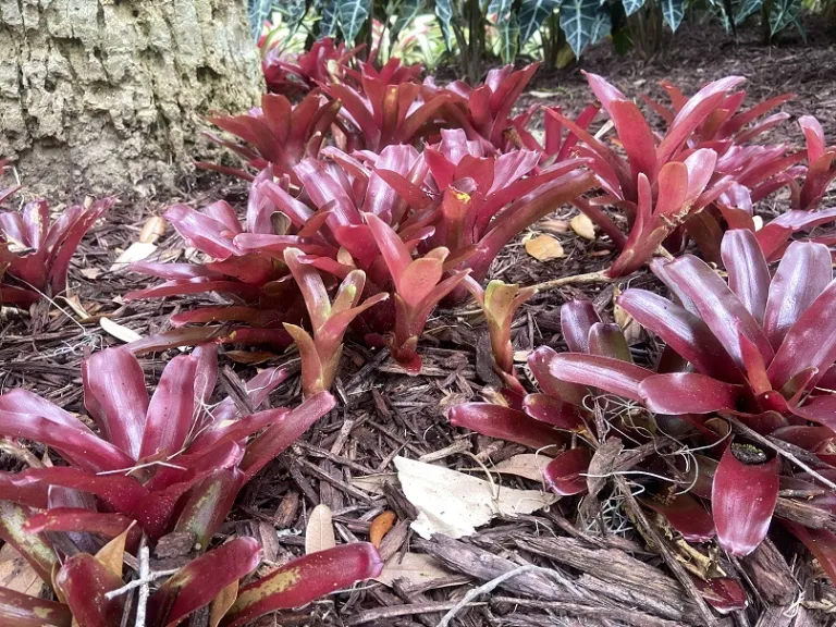 Neoregelia 'Fireball' habit