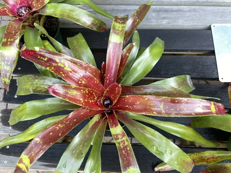 Neoregelia 'Gespacho' foliage