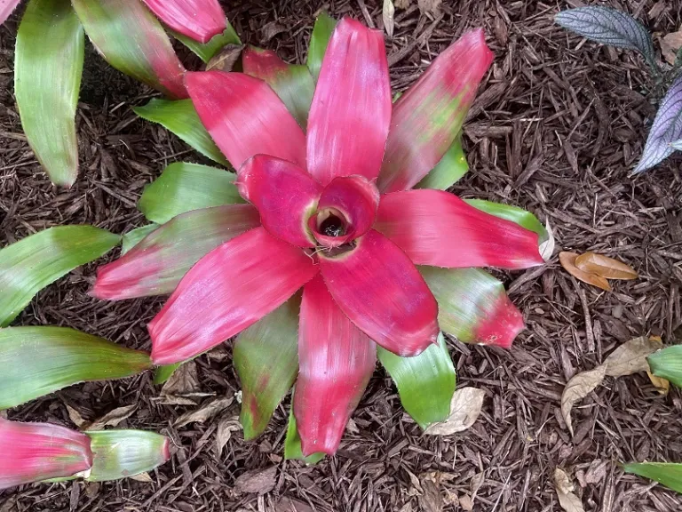 Neoregelia 'Green Apple' foliage