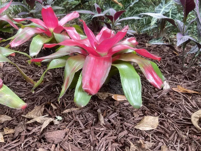 Neoregelia 'Green Apple' habit