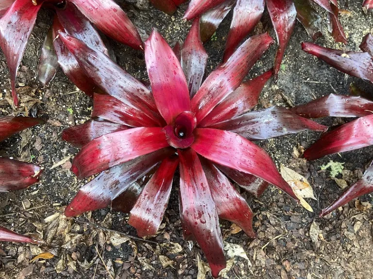 Neoregelia 'Malbec' foliage