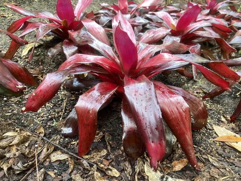 Neoregelia 'Malbec' habit