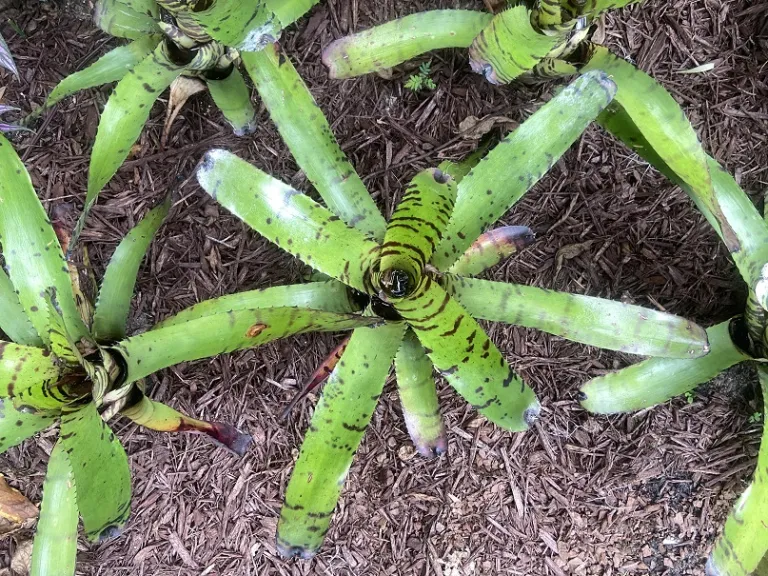Neoregelia 'Skotak's Tiger' foliage