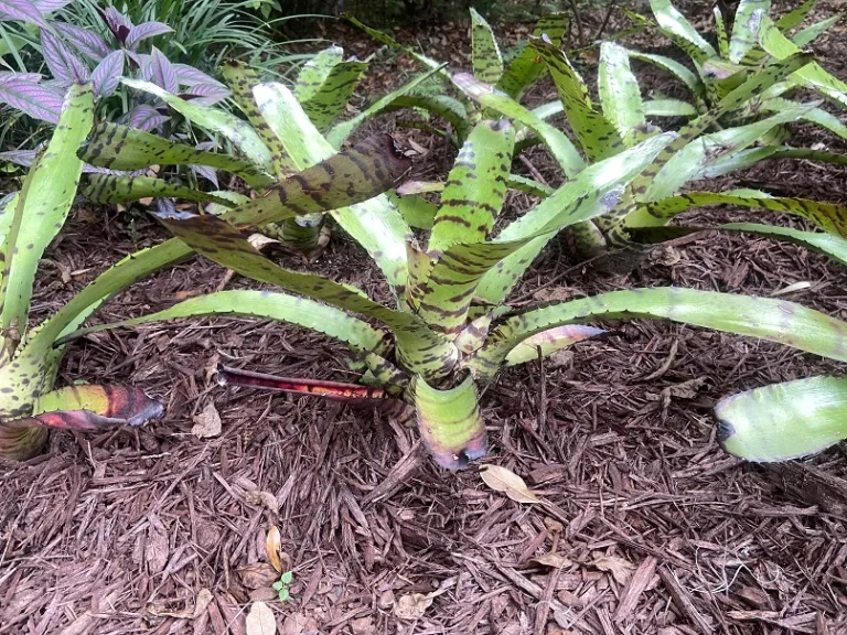Neoregelia 'Skotak's Tiger' habit