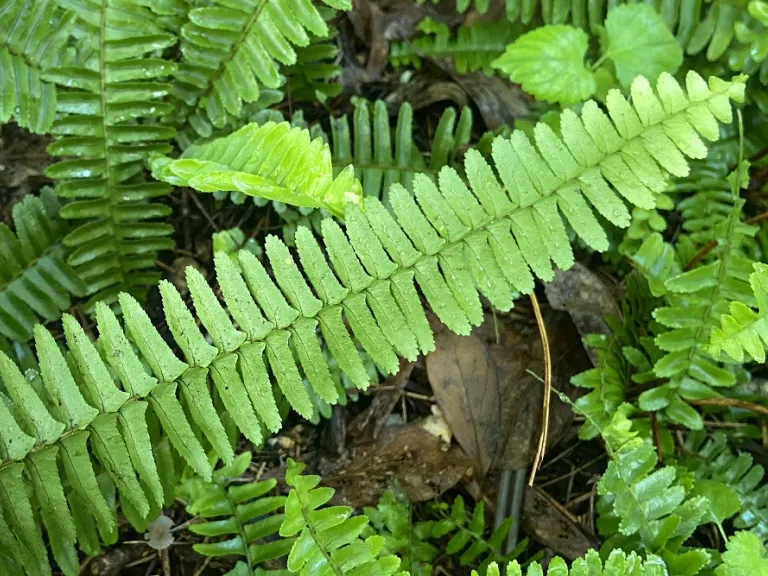 Nephrolepis obliterata back of frond