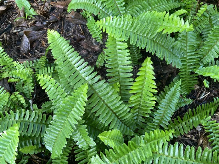Nephrolepis obliterata fronds