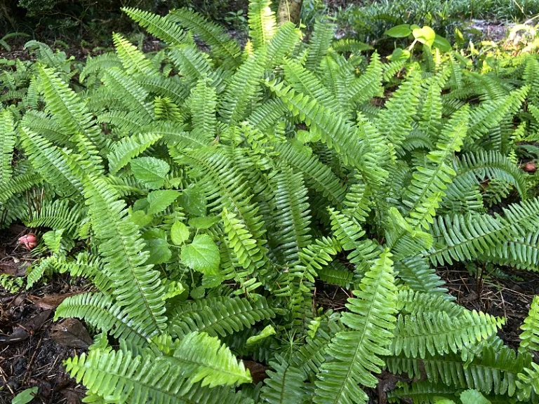 Nephrolepis obliterata habit