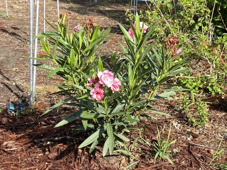Nerium oleander 'Calypso' flowering habit