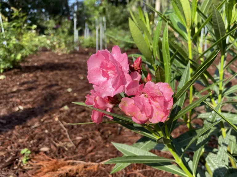 Nerium oleander 'Calypso' flowers