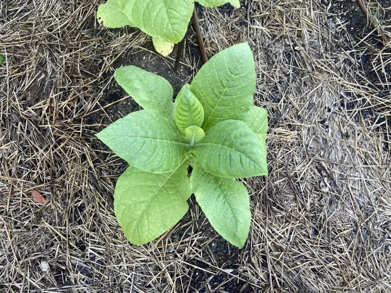 Nicotiana tabacum 'Virginia Bright Leaf' foliage
