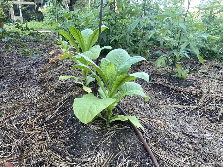 Nicotiana tabacum 'Virginia Bright Leaf' habit